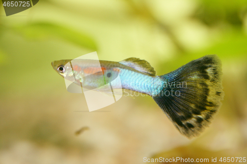 Image of Guppy   (Poecilia reticulata)