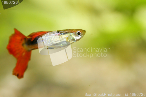 Image of Guppy   (Poecilia reticulata)