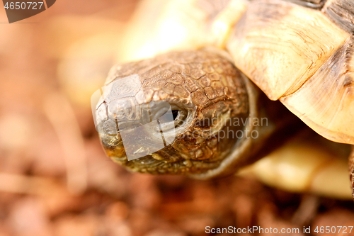 Image of Griechische Landschildkröte  Hermann's tortoise  (Testudo hermanni boettgeri)  