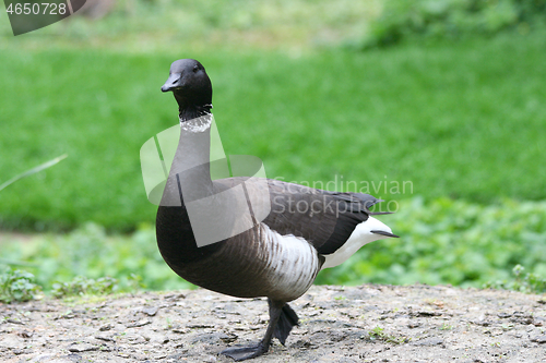 Image of Pazifische Ringelgans   Brent Goose  (Branta bernicla bernicla)  