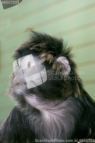 Image of Haubenlanguren Lutung  (Trachypithecus) 