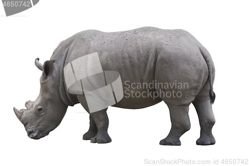 Image of Rhinoceros isolated over white