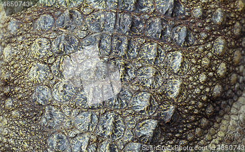 Image of Crocodile skin, close-up