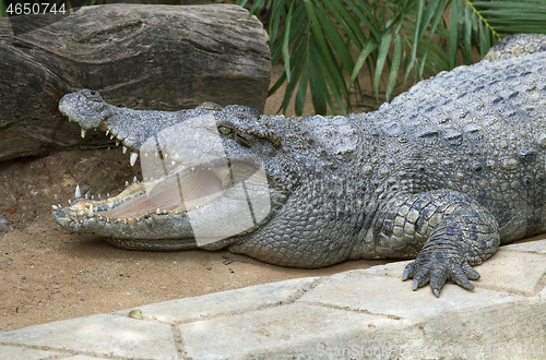 Image of Laying crocodile in a zoo