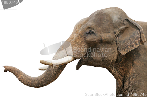 Image of Head of an elephant, isolated