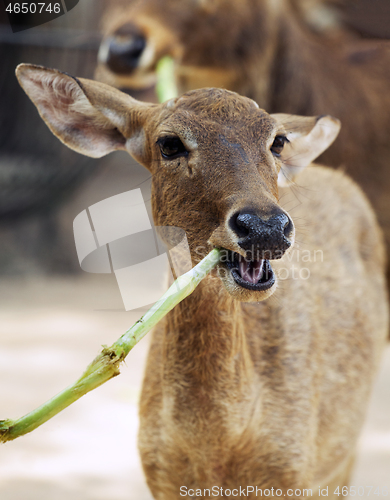 Image of Antelope eating bamboo