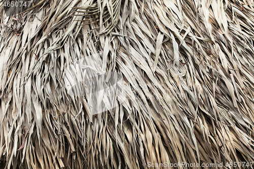 Image of Thatched roof texture