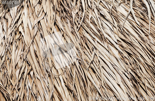 Image of Thatched roof texture