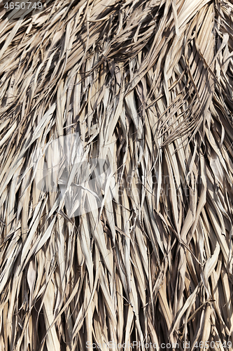 Image of Thatched roof texture