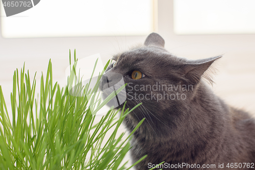 Image of Domestic cat sniffs grass from sprouted oats