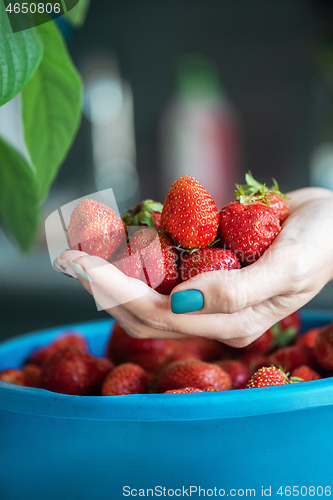 Image of Ripe delicious strawberries