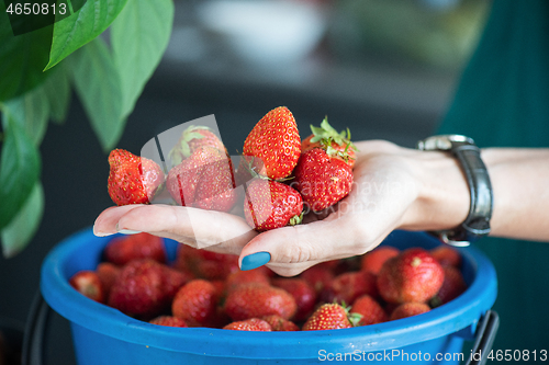 Image of Ripe delicious strawberries