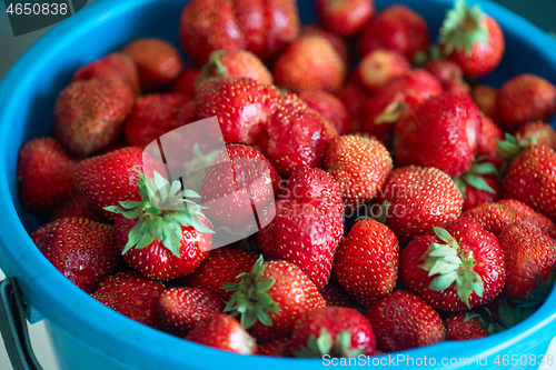 Image of Ripe delicious strawberries