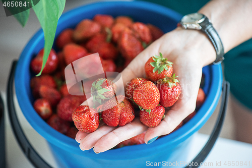 Image of Ripe delicious strawberries