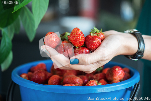 Image of Ripe delicious strawberries