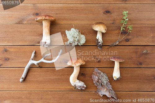 Image of boletus mushrooms, moss, branch and bark on wood