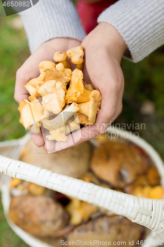 Image of hands with mushrooms and basket in forest