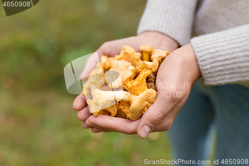 Image of close up of woman hands with mushrooms in forest