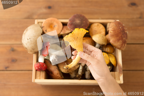 Image of hand holding chanterelle over box of mushrooms