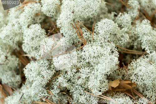 Image of close up of reindeer lichen moss