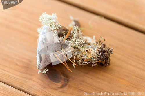 Image of hydnellum fungus on wooden background