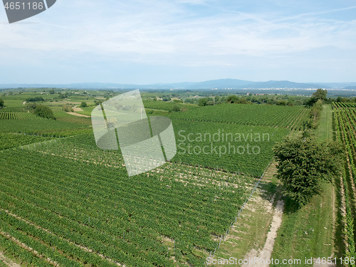 Image of aerial view of a vineyard in Breisgau, Germany