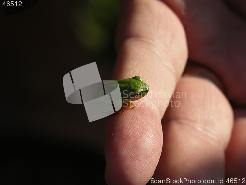 Image of little frog