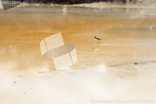 Image of Pied Stilt in New Zealand standing in water