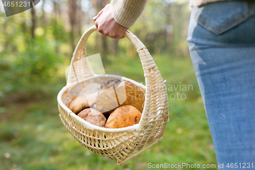 Image of close up of woman picking mushrooms in forest