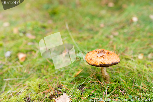 Image of brown cap boletus mushroom in autumn forest