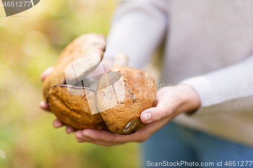 Image of close up of woman holding mushrooms in forest