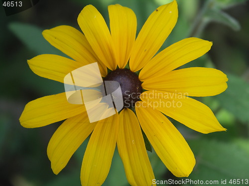 Image of flower