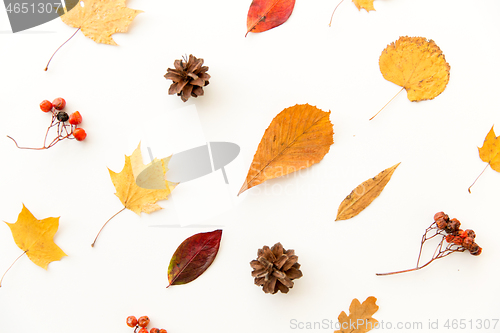 Image of dry autumn leaves, rowanberries and pine cones