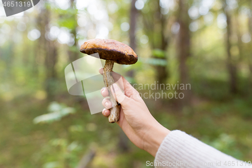 Image of close up of female hand with mushroom in forest