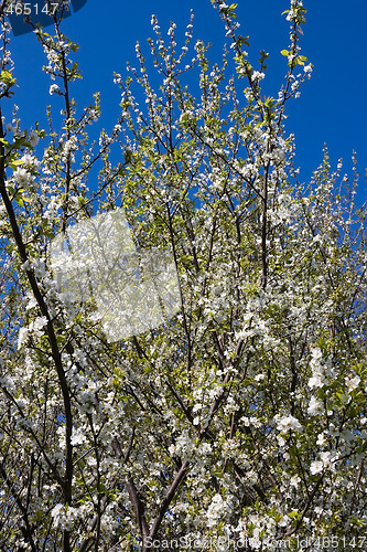 Image of Plum Tree Blossoms