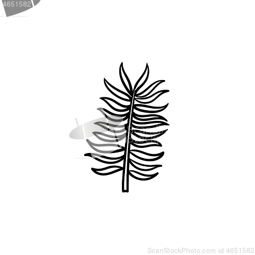 Image of Leaves of palm tree hand drawn sketch icon.