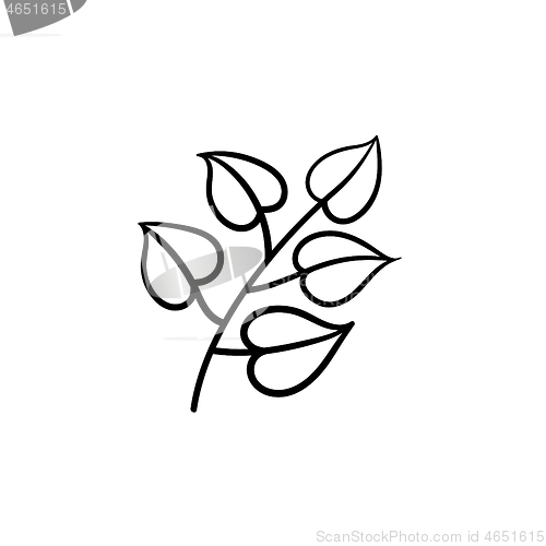 Image of Linden leaves on branch hand drawn sketch icon.