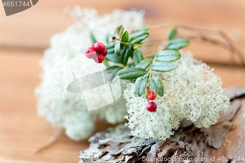 Image of close up of cowberry and reindeer lichen moss