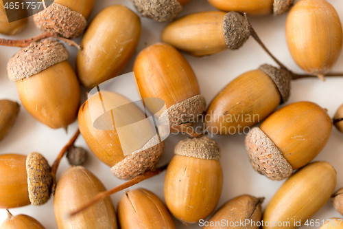 Image of close up of acorns on white background