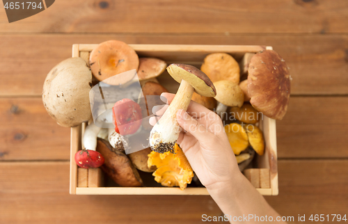 Image of hand holding boletus over box of edible mushrooms