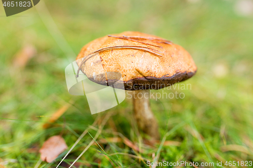 Image of brown cap boletus mushroom in autumn forest