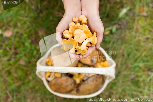 Image of hands with mushrooms and basket in forest