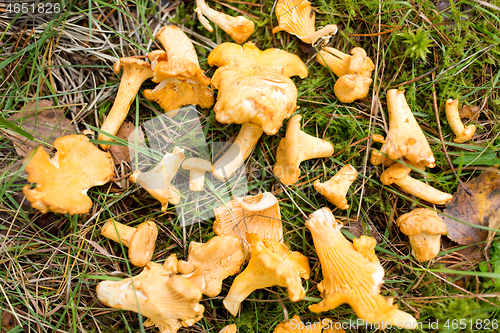 Image of chanterelles mushrooms on ground in autumn forest