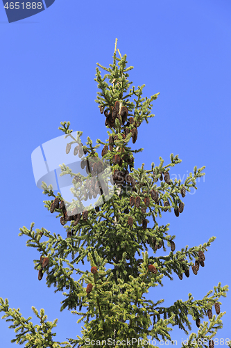 Image of Spruce Tree Top with Cones