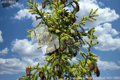 Image of Spruce Tree Top with Cones