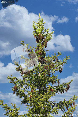 Image of Spruce Tree Top with Cones