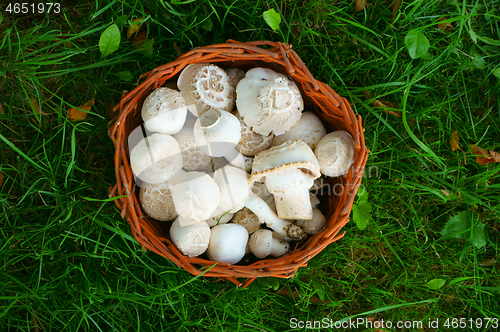 Image of fresh champignon mushrooms