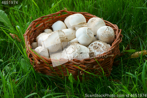 Image of fresh champignon mushrooms