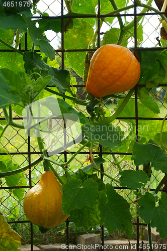 Image of hokaido pumpkin plant