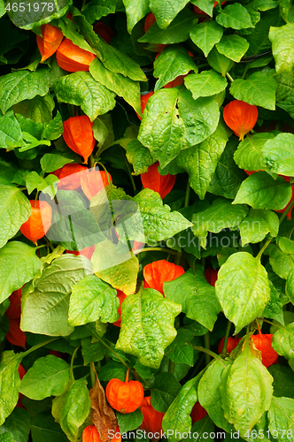 Image of physalis texture plant